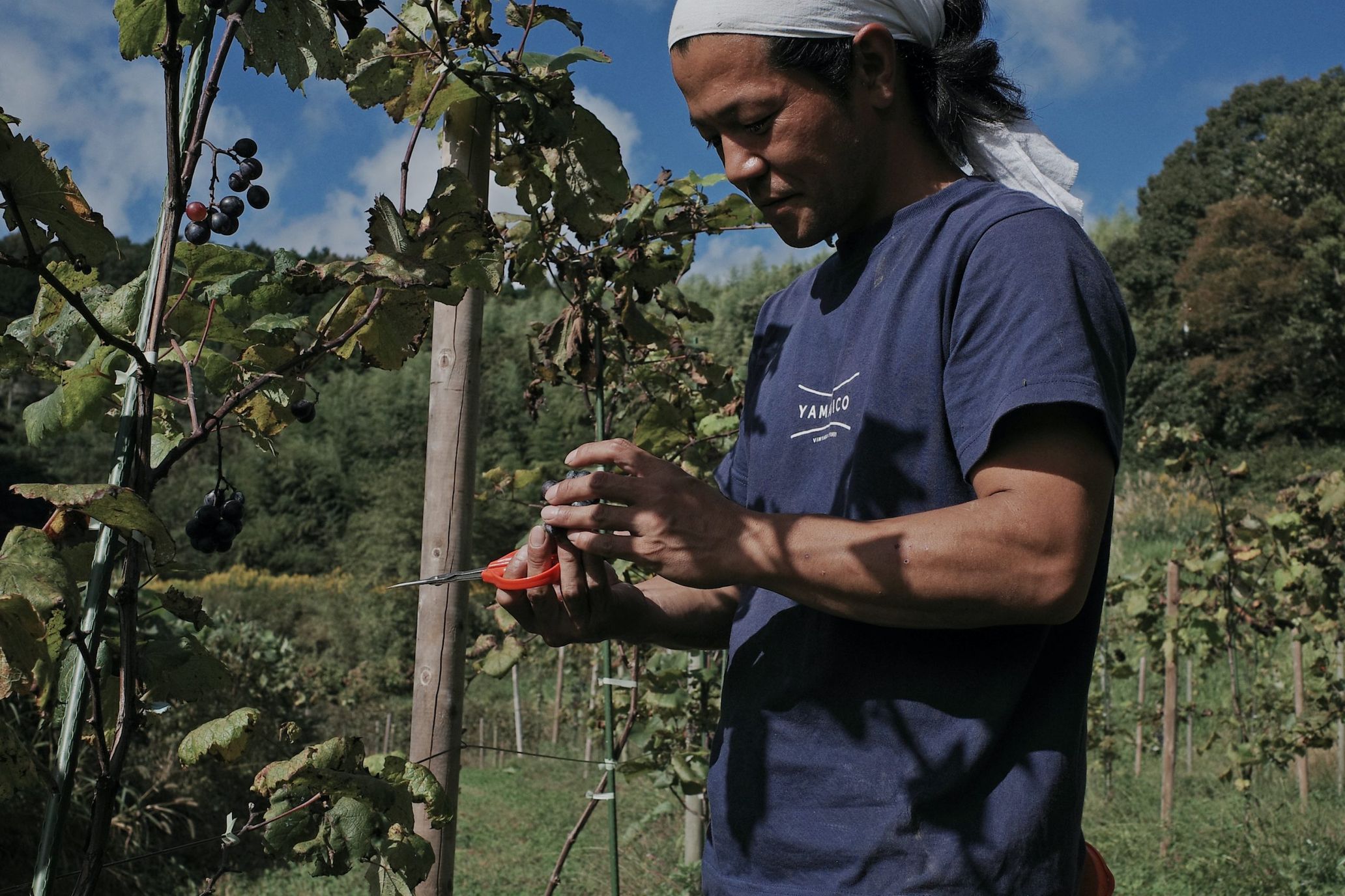 羽黒の山伏、岡山の過疎地でナチュラルワインをつくる ―収穫編―