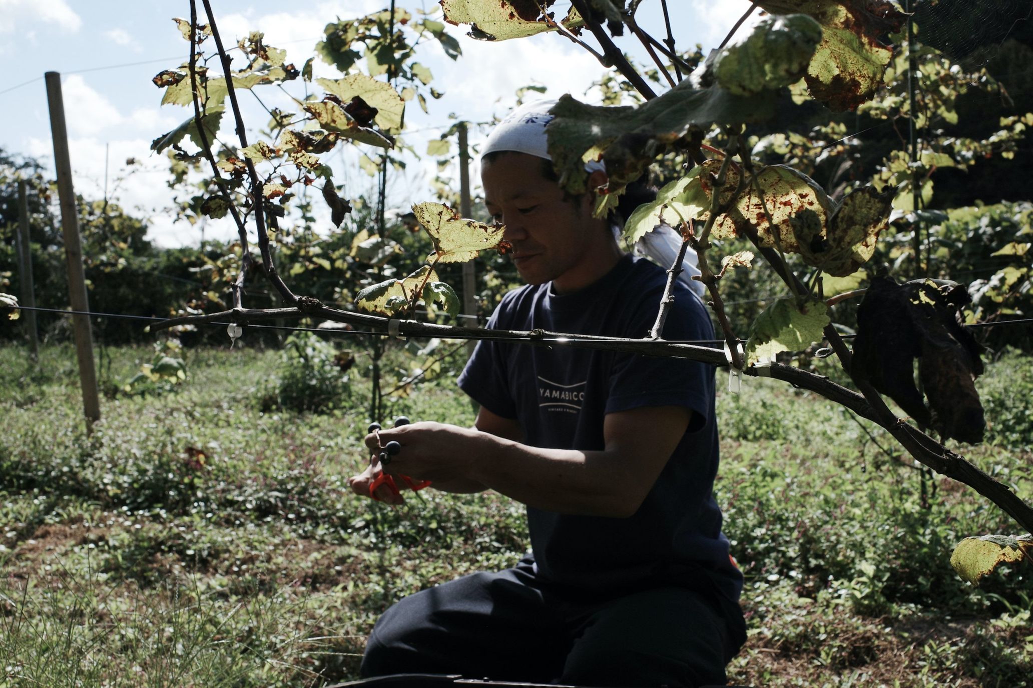 羽黒の山伏、岡山の過疎地でナチュラルワインをつくる ―収穫編―