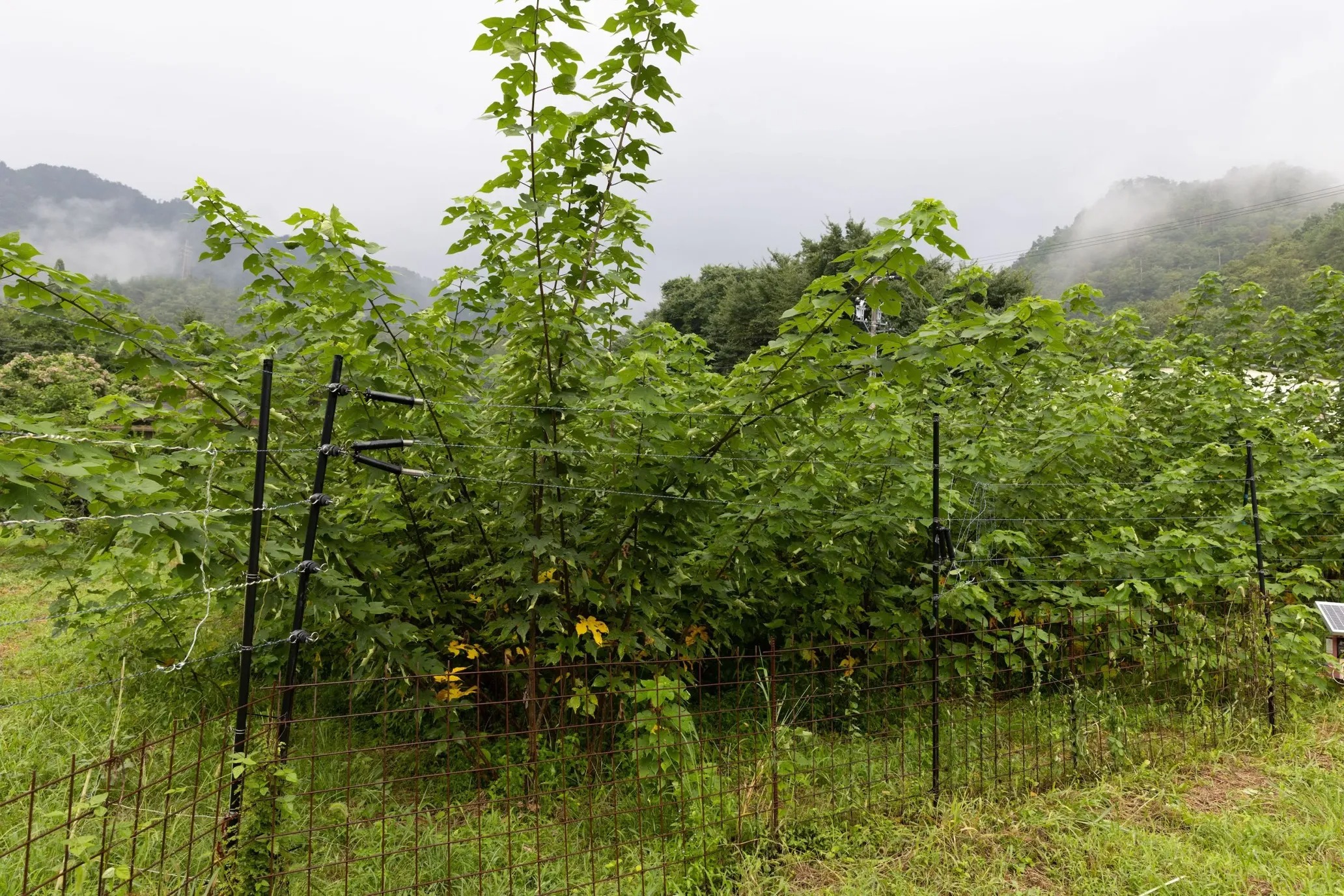 In the farm behind the workshop, the company grows its own paper mulberry and aibika, the raw materials for paper.